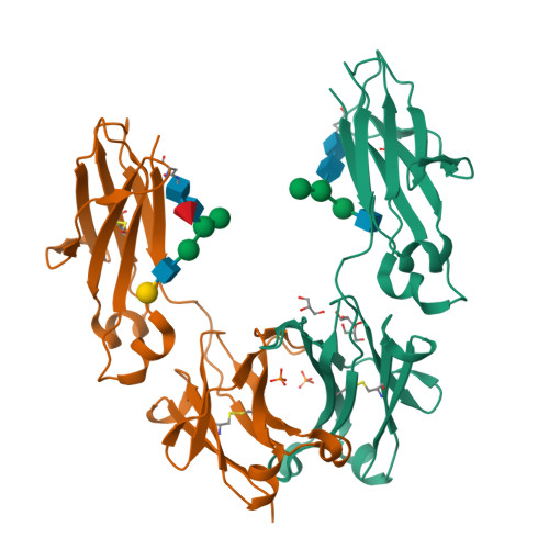 Experimentally determined human glycosylated IgG1 Fc structure with its resolved N-glycan, PDB 5JII